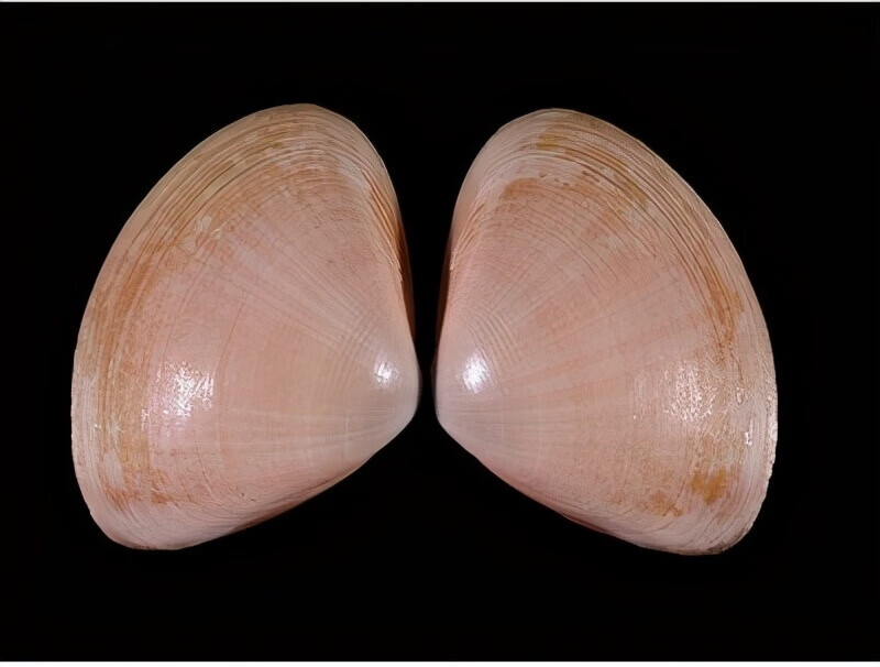 其它三种是帘蛤科的4.文蛤,(学名:meretrix cusoria)又叫丽文蛤.