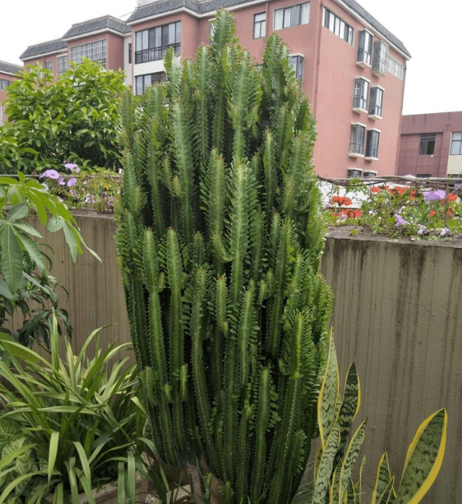 龙骨柱风水作用(龙凤柱代表什么)