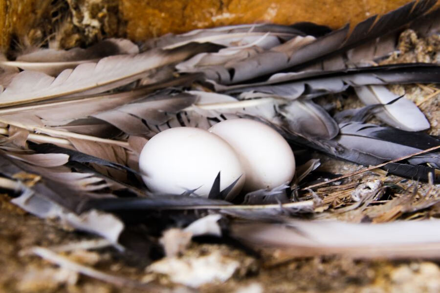 白鸽蛋图片(白鸽为啥吃自己的蛋)