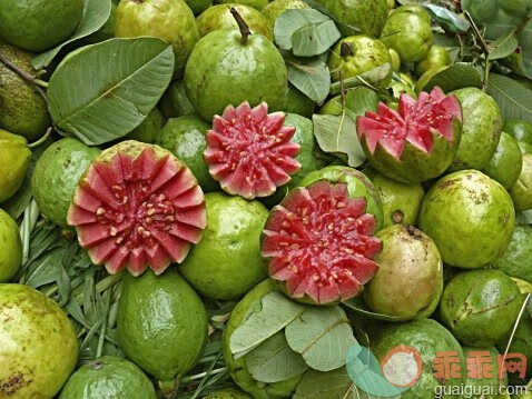 高糖孕妇能吃番石榴吗(怀孕期能吃番石榴吗)