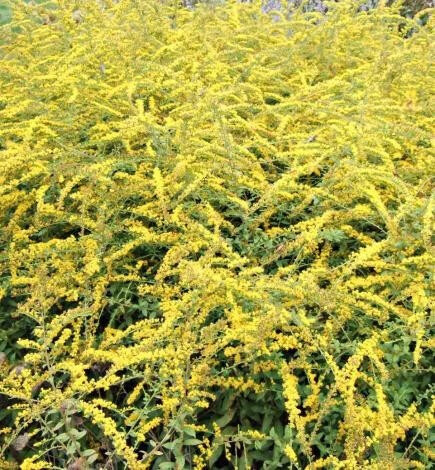 斑葉芒草圖片(斑葉芒草種子)