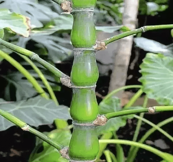 风水挡煞用什么竹子好(竹子太高可以剪了风水影响吗)