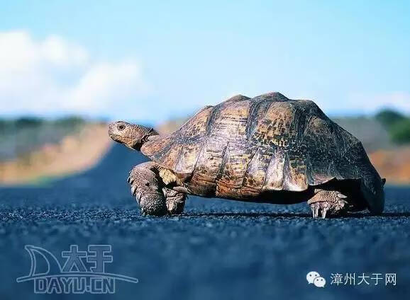 宠物龟风水(珍珠龟属于风水龟吗)