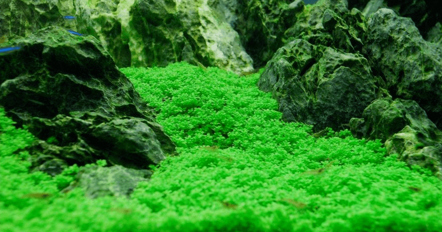 迷你矮珍珠造景(矮珍珠和迷你矮珍珠的区别)