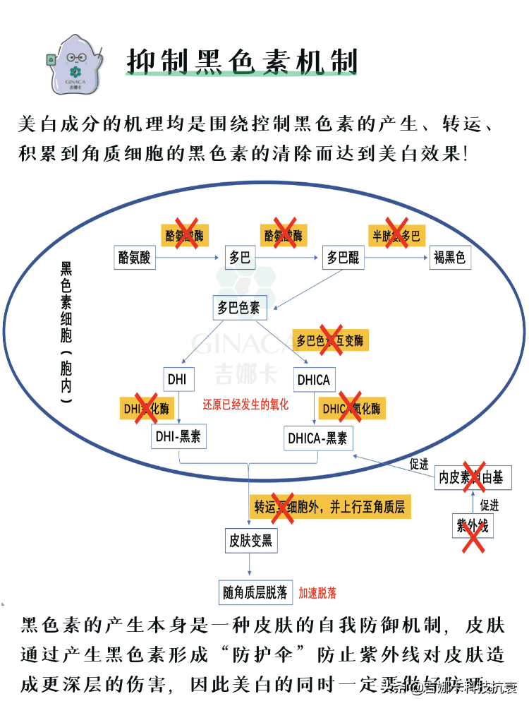 如何快速美白脸部(怎么快速美白小窍门)