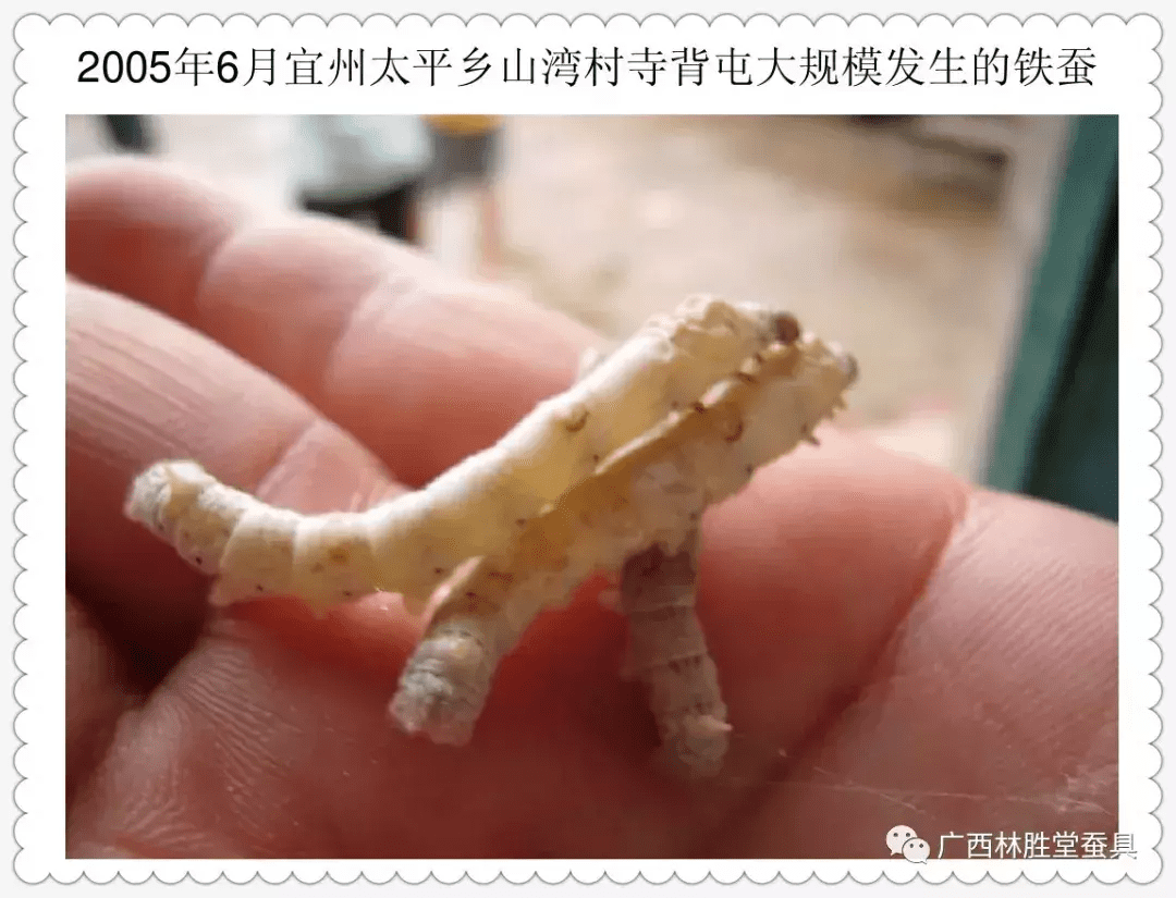 蚕宝宝怎么养才好(怎样养蚕宝宝才是正确的)