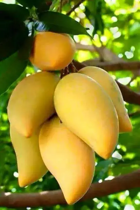 重逢久违的,收获期待的,果实累累,福气满满,温暖了秋天,甜蜜了生活