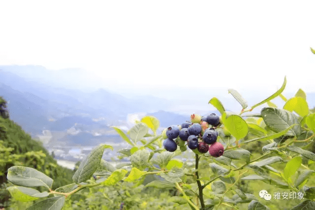 蓝莓 风水(草莓风水上有啥寓意)