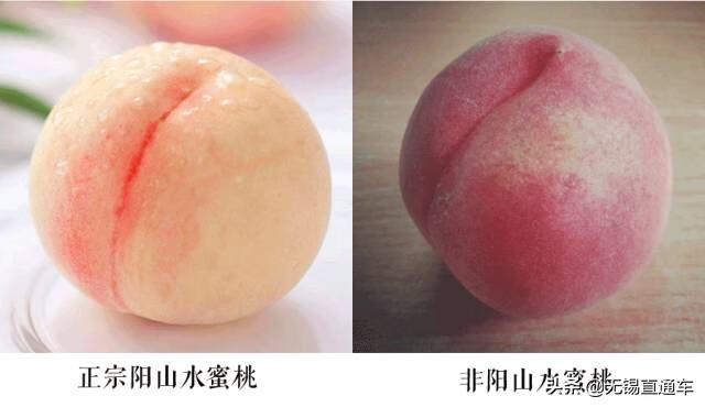半边天乌鸡白凤丸真假(半边天乌鸡白凤丸怎么样)