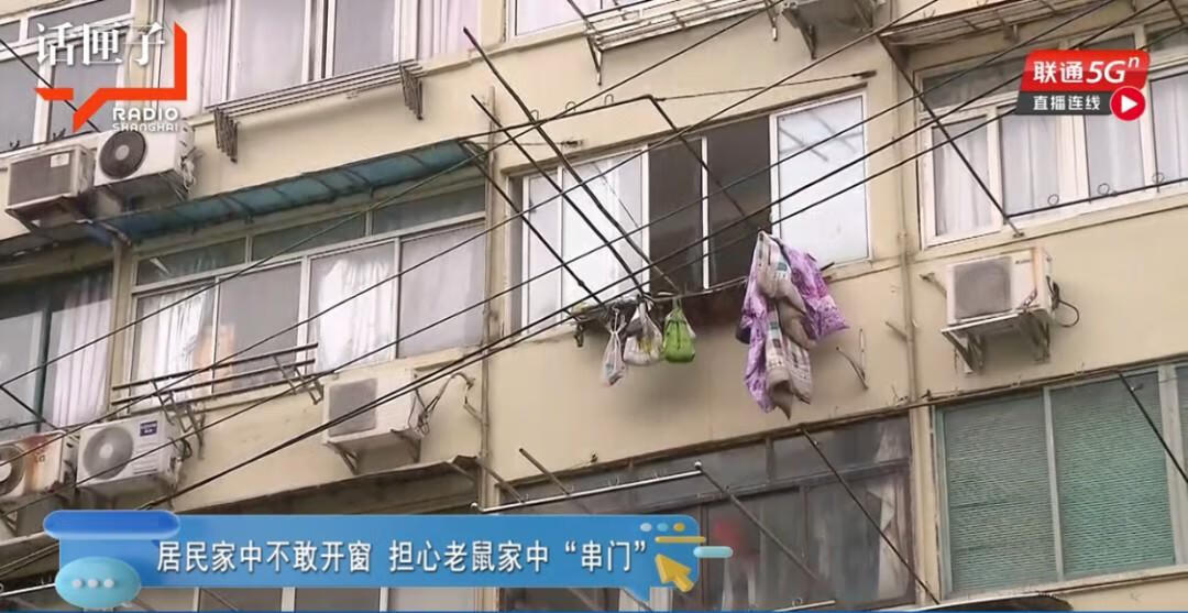 100只老鼠视频 100多只老鼠