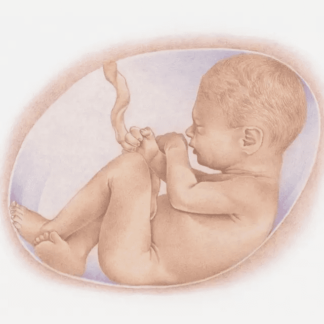 怀孕七个月女孩胎儿图(7个月胎儿图)