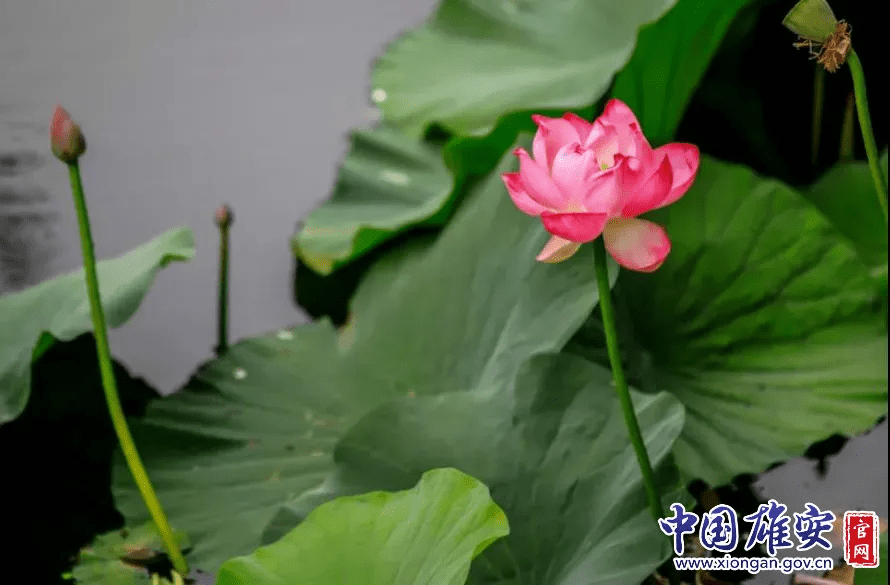 白洋淀的荷花啥时候开(白洋淀荷花节是几月几号)