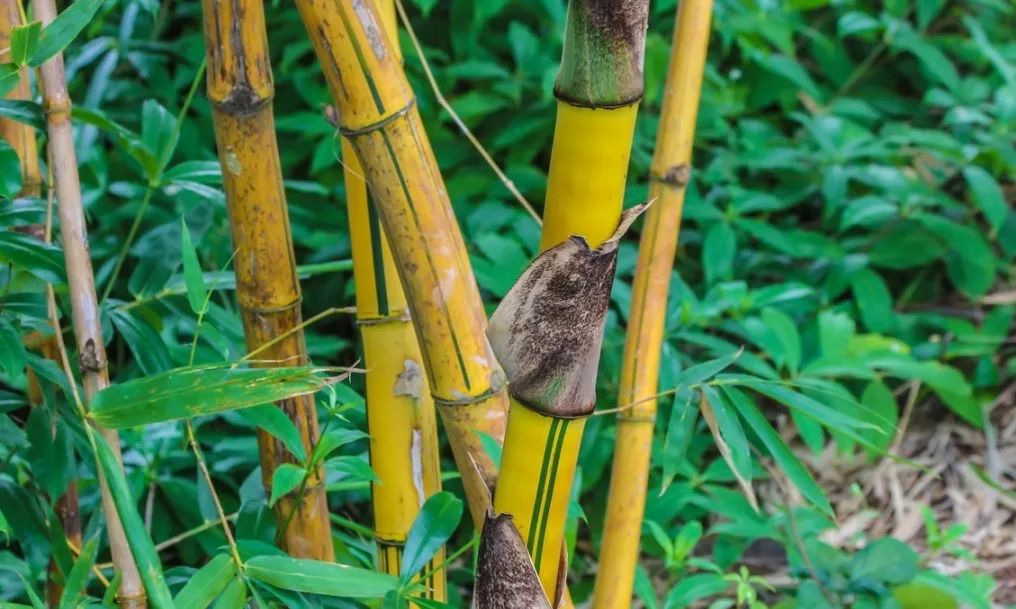 院子里养竹子风水上有什么讲究(室内养竹子好吗)