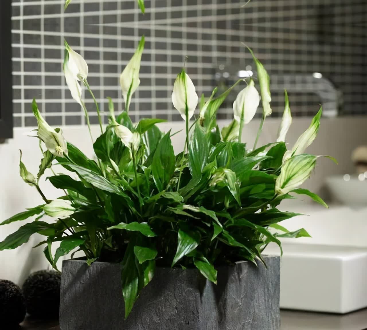 花草旺盛风水上好吗(家里花草旺盛代表风水好吗)