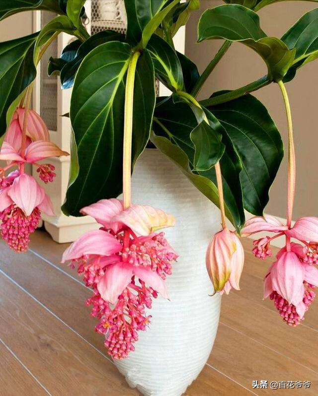 宝莲灯花与风水宝莲灯的寓意和风水