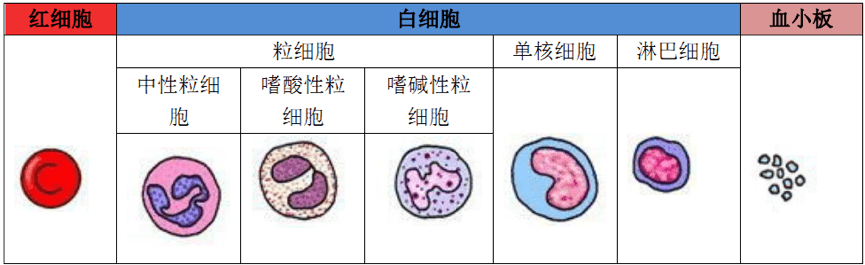 感冒血常规检查结果分析(常见血常规结果分析)