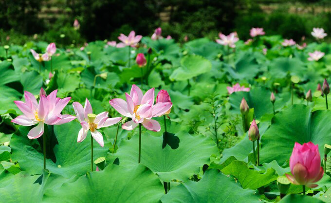 广西百色靖西风水宝地(广西风水宝地大全)