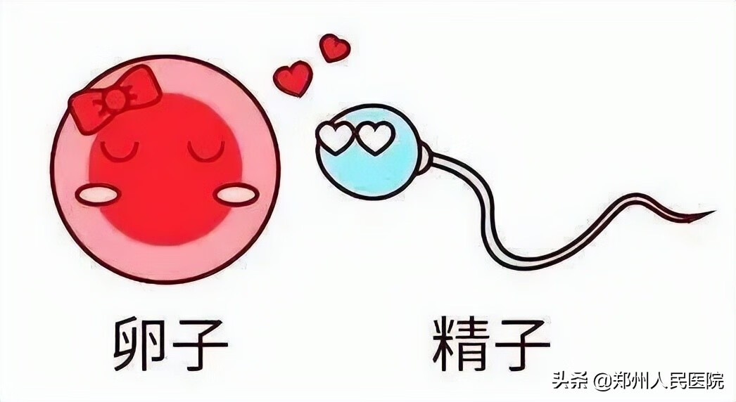 月经量少会影响怀孕吗?(月经量少会影响受孕吗)