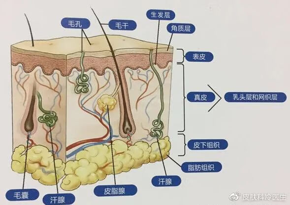 鼻子上的毛孔粗大怎么解决(鼻头毛孔特别粗大怎么办)