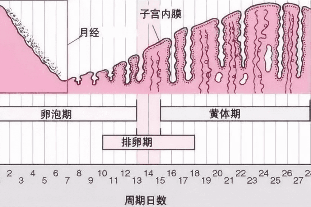 月经来了,会不会怀孕(月经刚走两三天会怀孕吗)