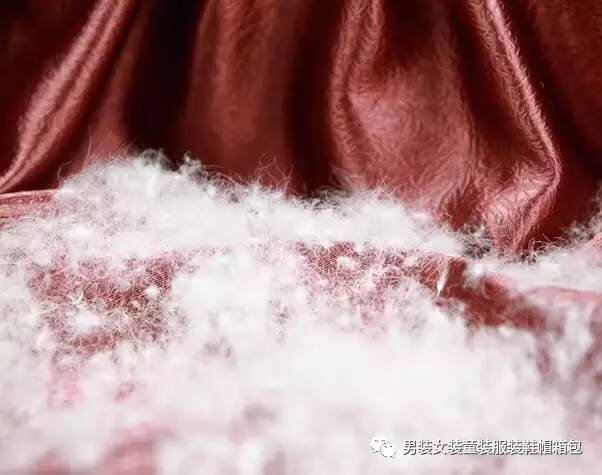 灰鸭绒和白鸭绒哪个好一点(白鸭绒和灰鸭绒有什么区别)