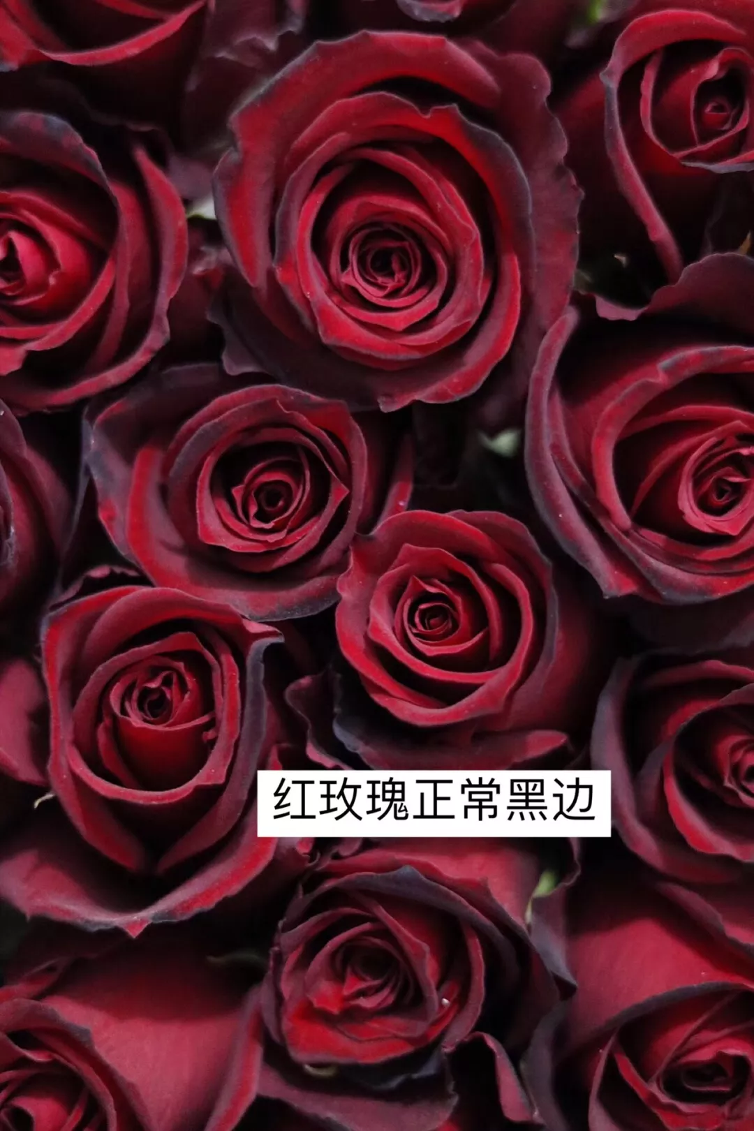玫瑰瓣(我见玫瑰)