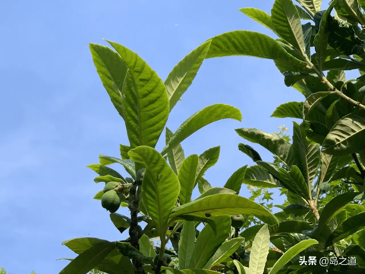 碧桃树风水作用(桃树风水起什么作用)