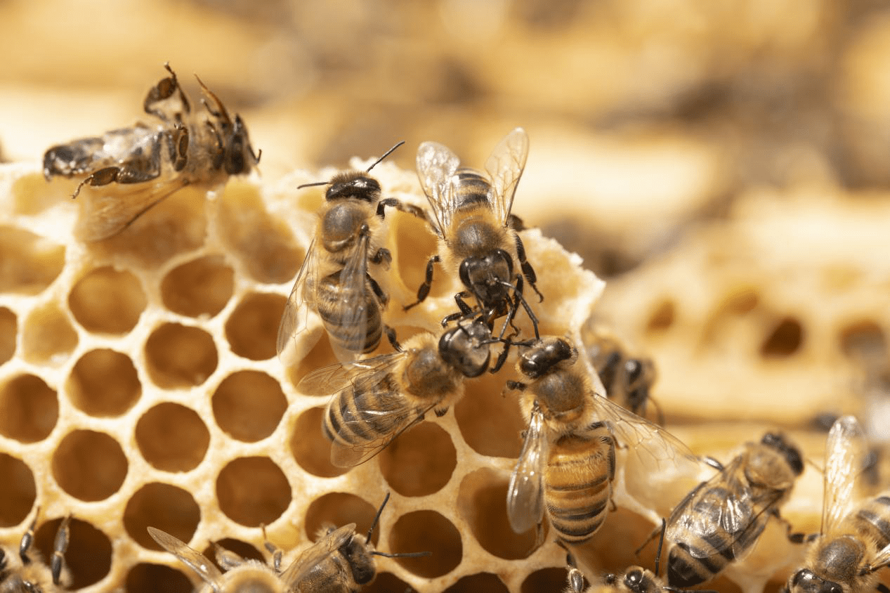 蜜蜂蜜蜂蛰了怎么消肿止痒(被蜜蜂蛰了有硬块怎么消)