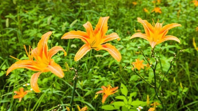 黄花菜的药用价值是什么(黄花菜的营养价值和药用价值)