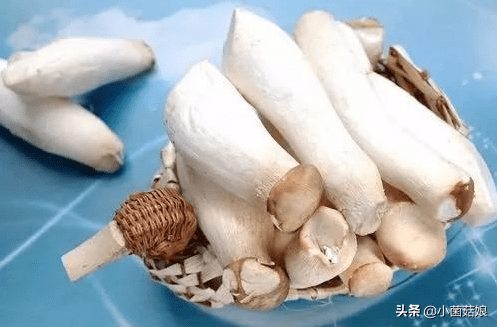 真姬菇的功效与作用(怎么看真姬菇煮没)