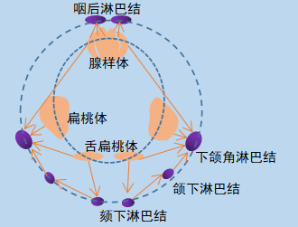 小儿扁桃体发炎是怎么引起的(小孩扁桃体发炎原因)