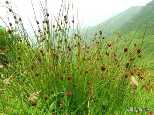 过去用来做灯芯、编草席的灯芯草，如今真正价值被发现，150元1斤