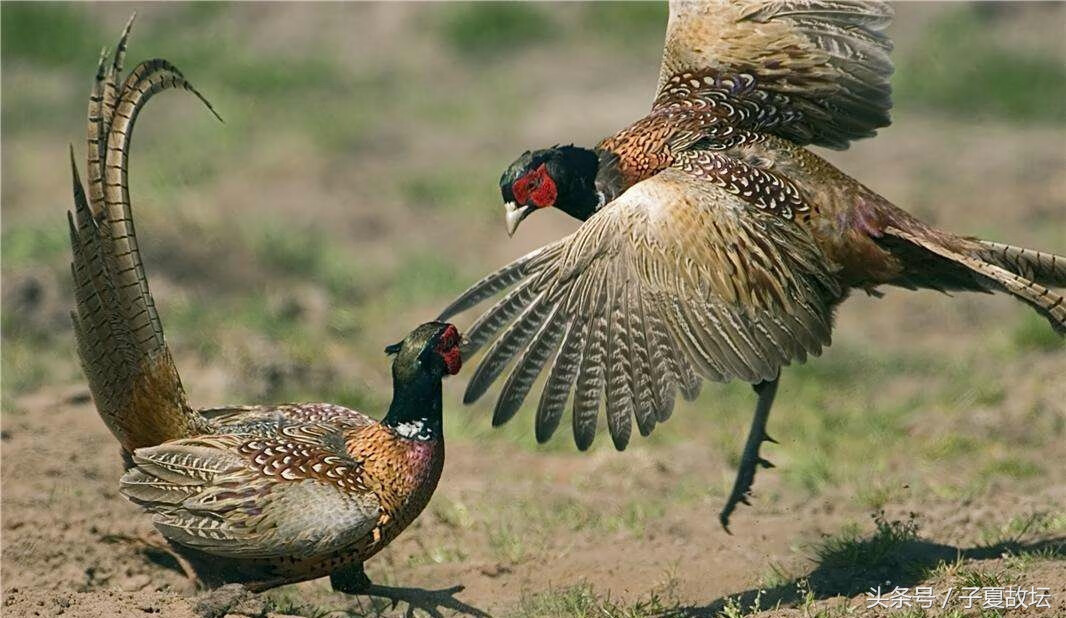 野鸡善斗,故古代将士多用雉羽作装饰,插于冠部,以示勇敢.