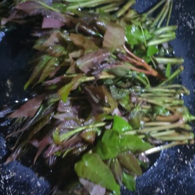 香椿炒蛋怎样做(香椿芽炒蛋)