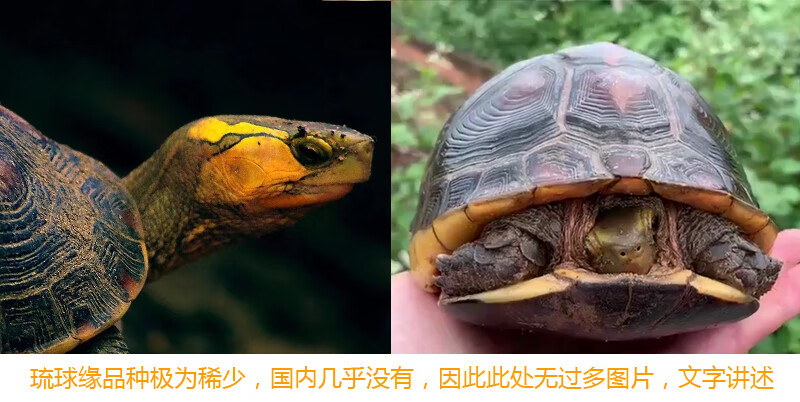 青龙骨和红龙骨有什么区别(青龙骨和紫龙骨哪个风水好)