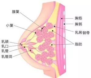 咋样防止胸下垂(胸下垂如何改善)