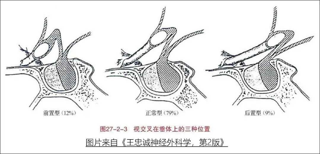 脑垂体的作用和功能(脑垂体干嘛用的)