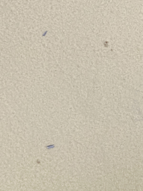 海普诺凯1987奶粉怎么样?(海普诺凯1987奶粉怎么样排名第几)