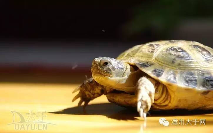 宠物龟风水(珍珠龟属于风水龟吗)