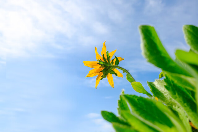 黄花菜的药用价值是什么(黄花菜的营养价值和药用价值)