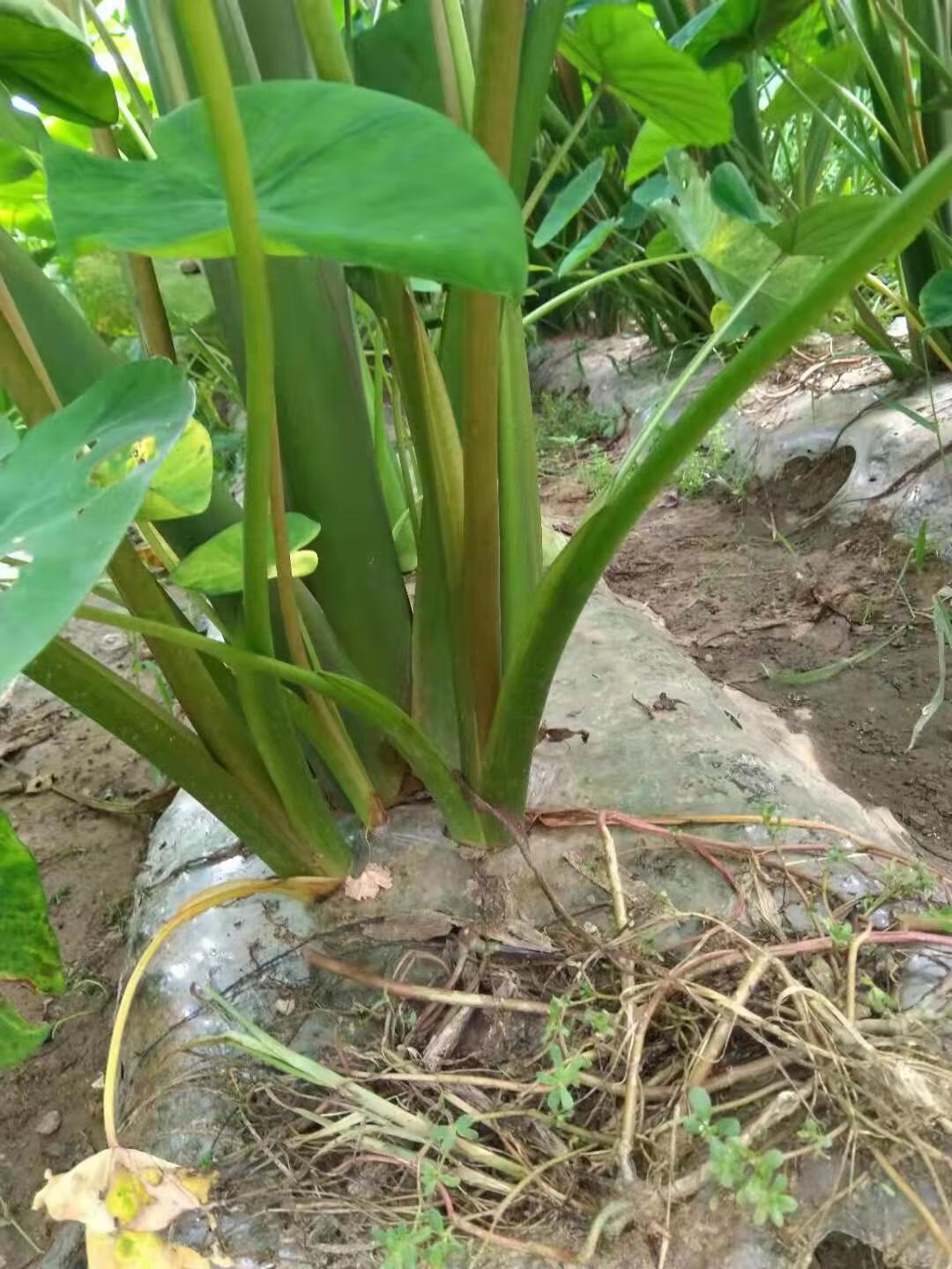 芋头图片(香芋是芋头吗)
