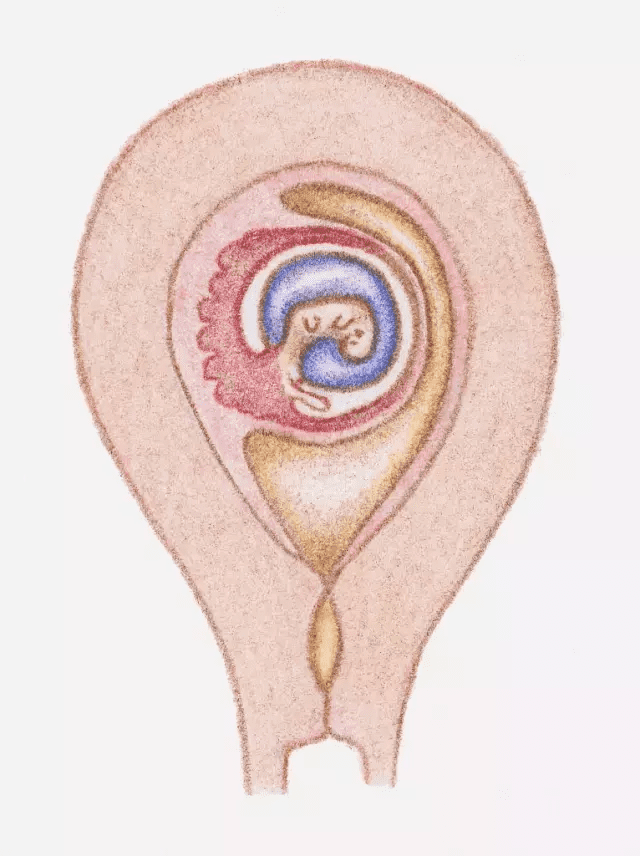 怀孕七个月女孩胎儿图(7个月胎儿图)