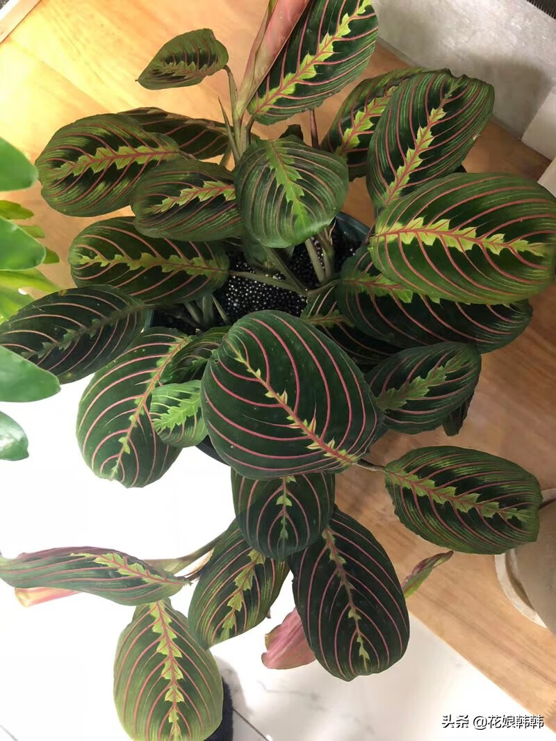 披针叶竹芋的寓意(披针叶竹芋叶子枯黄)