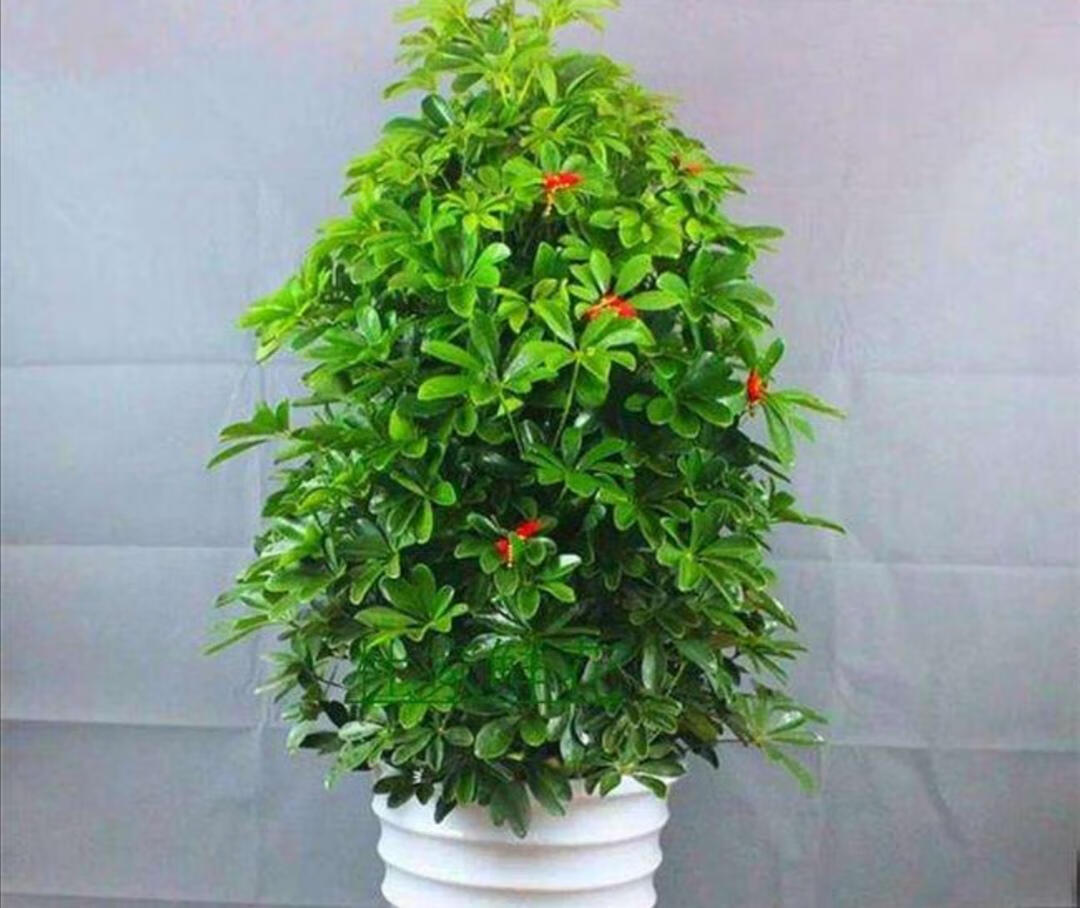 鹅掌木一盆栽几棵-百科学社