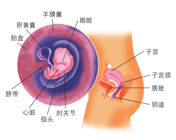 怀孕2个月胎儿图片(怀孕6周胎儿真实图片 有多大)