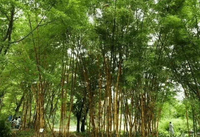 风水挡煞用什么竹子好(竹子太高可以剪了风水影响吗)