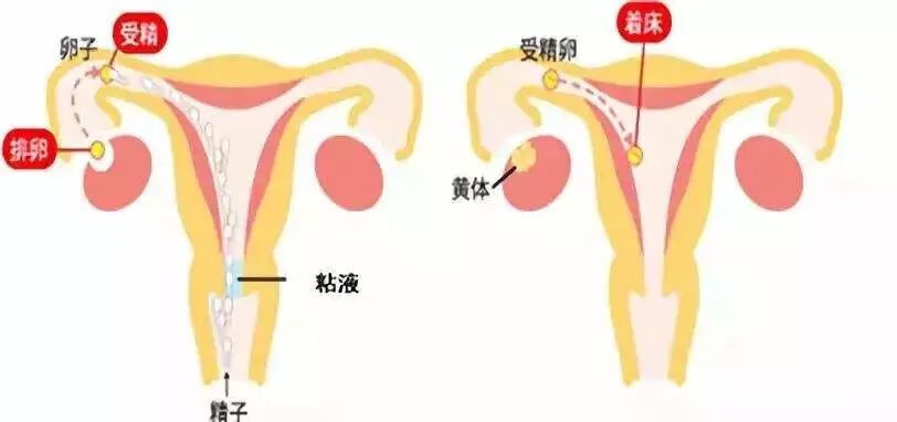 避孕药怎么吃才正确(吃避孕药的最佳时间)