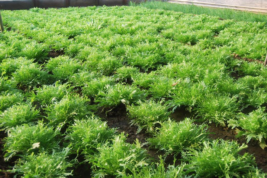 苦菊的做法大全(苦菊的做法大全家常做法)