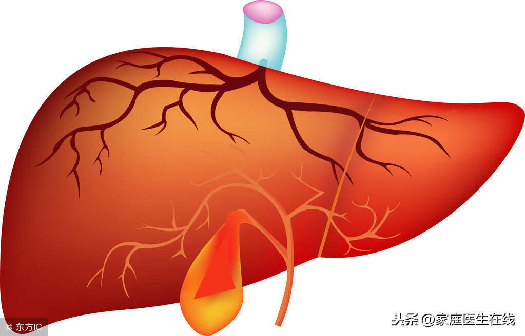 肝脏多发性囊肿是怎么回事(多发肝囊肿的原因)