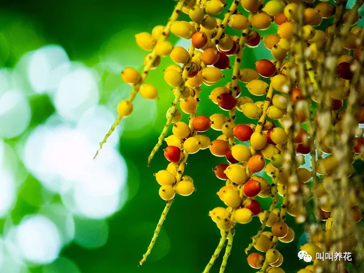 槟榔树的风水寓意(槟榔树象征什么)